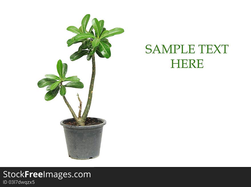 Green houseplant in a plastic pot isolated on white background. Green houseplant in a plastic pot isolated on white background