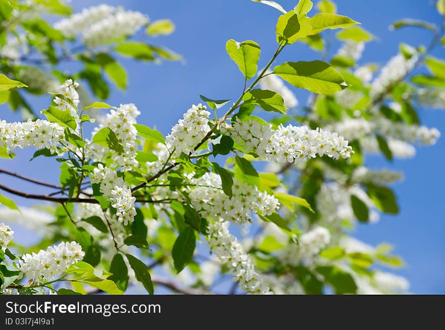 Bird cherry blossom in the spring against the blue sky. Bird cherry blossom in the spring against the blue sky