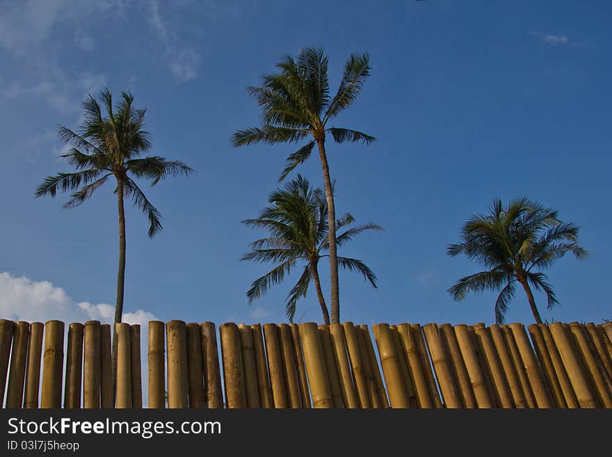 Coconut Trees And Bamboo Wall