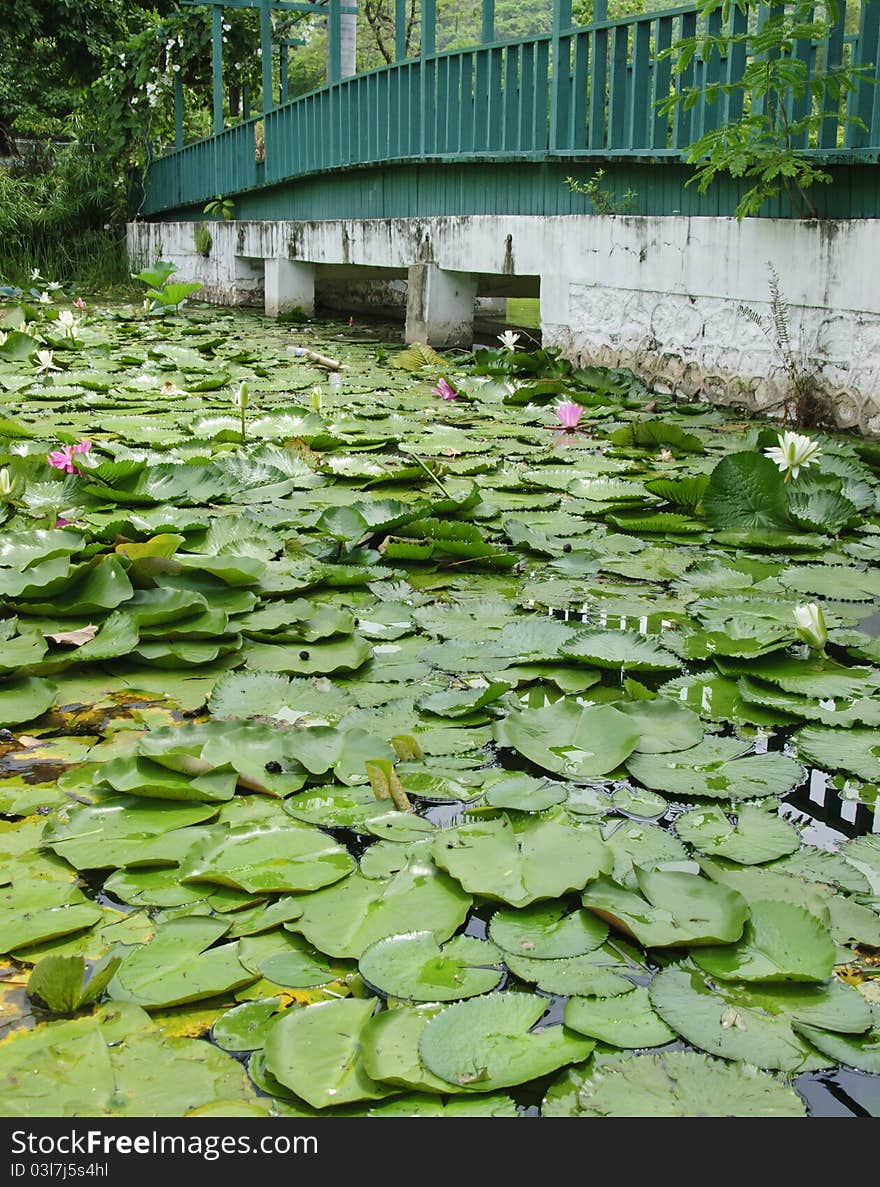 A green wooden bridge stretches over a green pond. A green wooden bridge stretches over a green pond