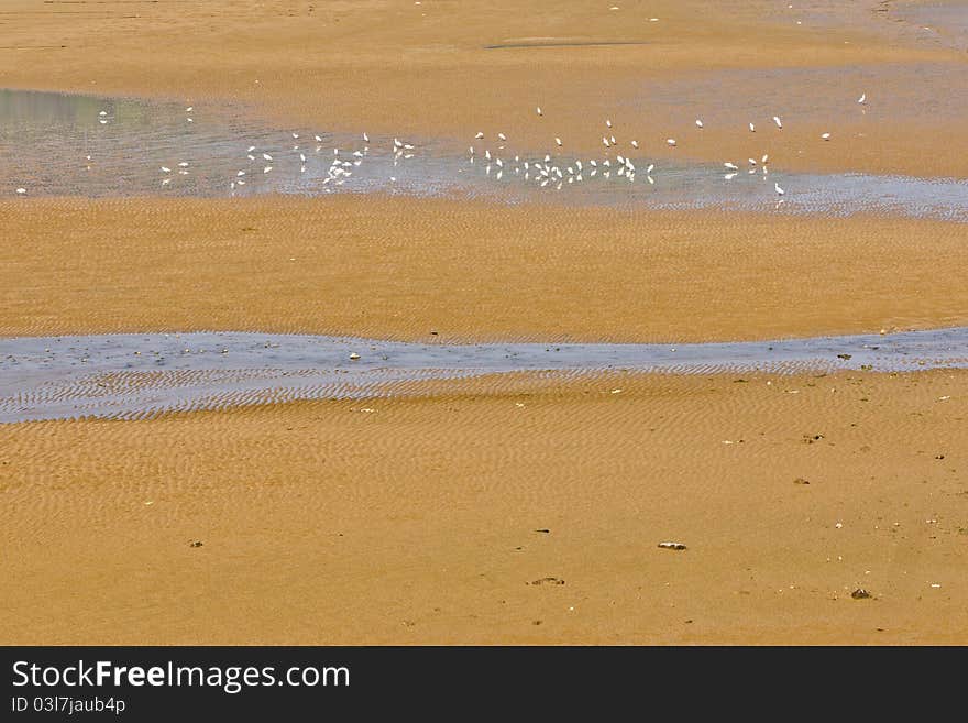 Some Sea Gulls On The Beach