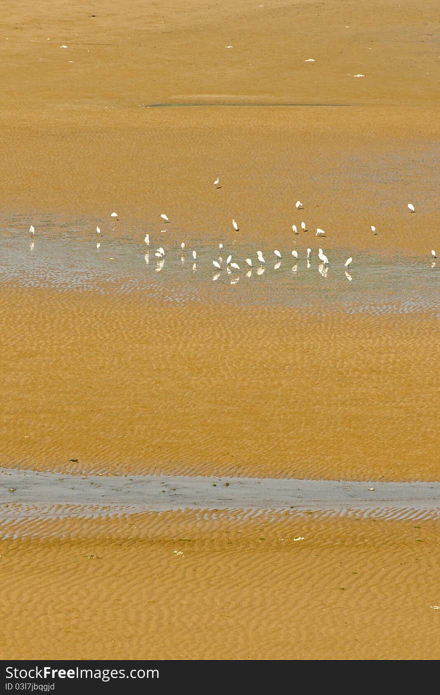 Some sea gulls on the beach,sunny day.