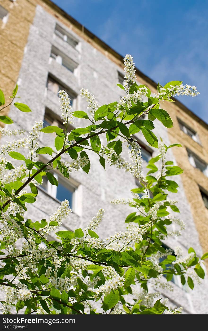 Flowering  bird cherry on a background of an apartment house. Flowering  bird cherry on a background of an apartment house