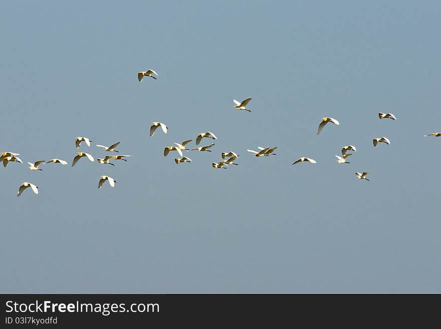 Some sea gulls flying on the sky