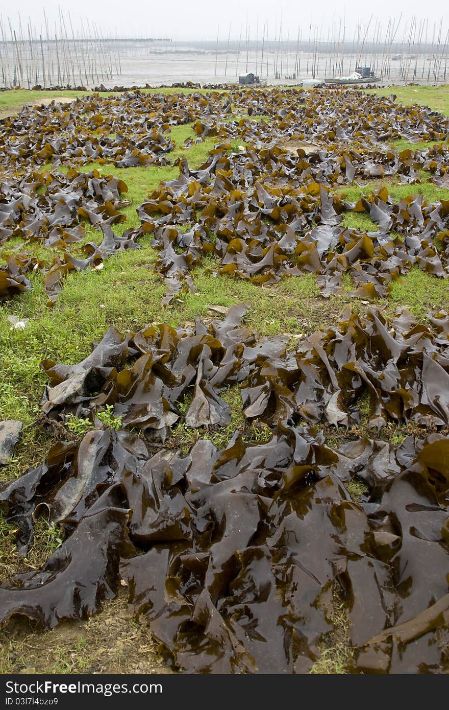 Natural edible kelp drying on grassland