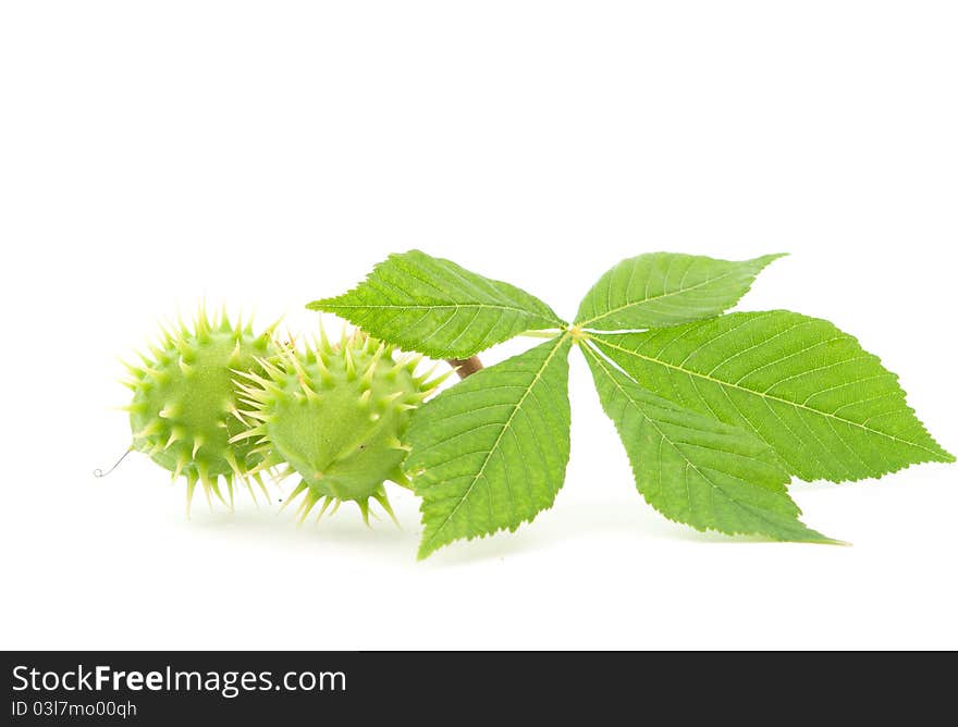 Chestnut fruits on white background