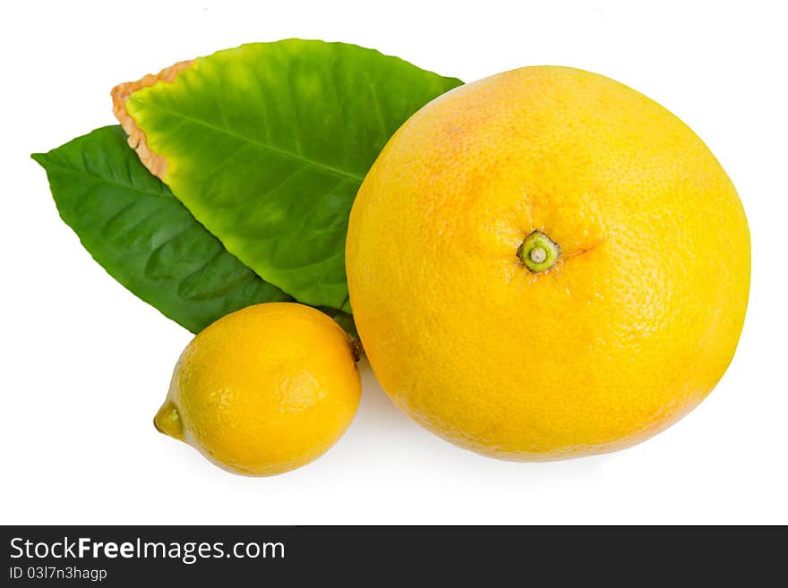 Mixed citrus fruit isolated on white background