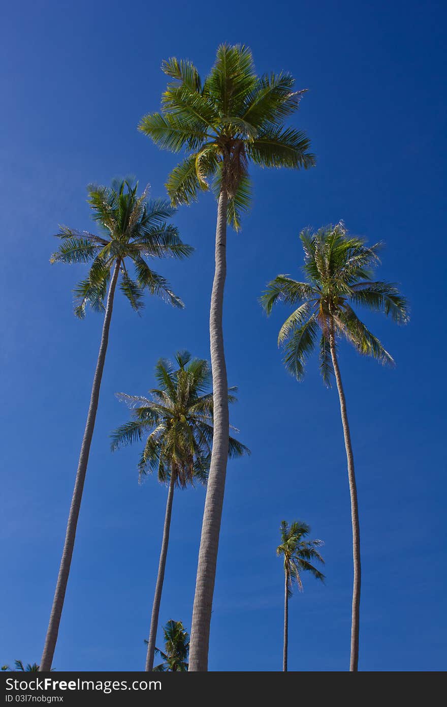 Coconut trees on blue sky