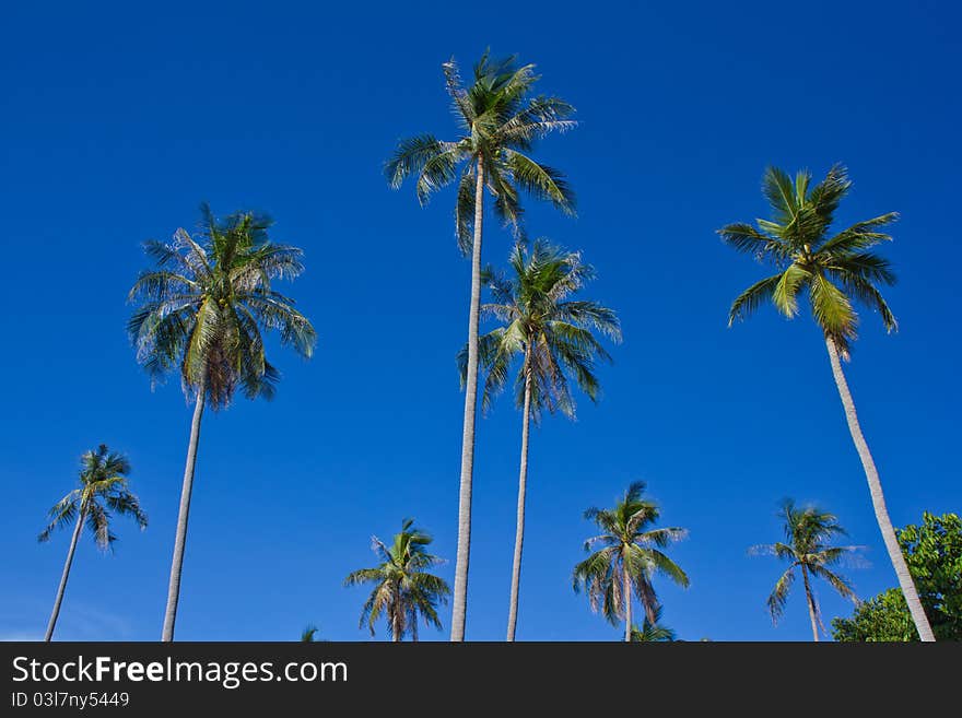 Coconut trees on blue sky