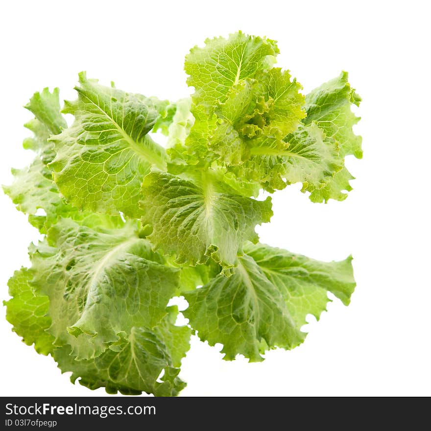 Lettuce leaves on a white background