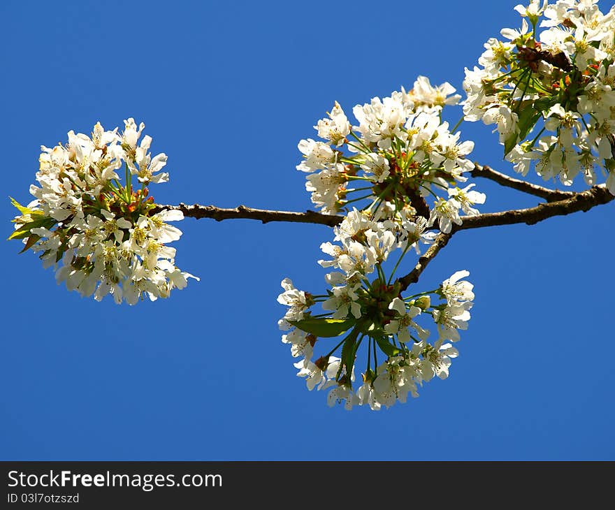 Small flower branch cherry on blue sky to like spring background