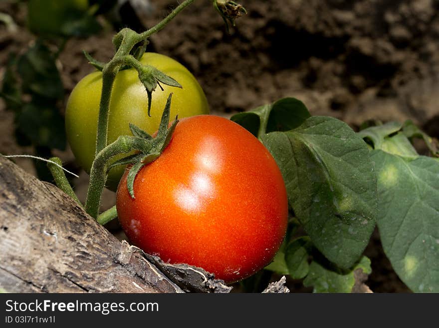 Two tomatoes in the garden