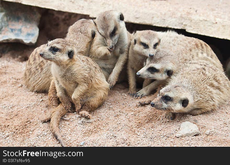 Group of Meerkat on ground close up. Group of Meerkat on ground close up