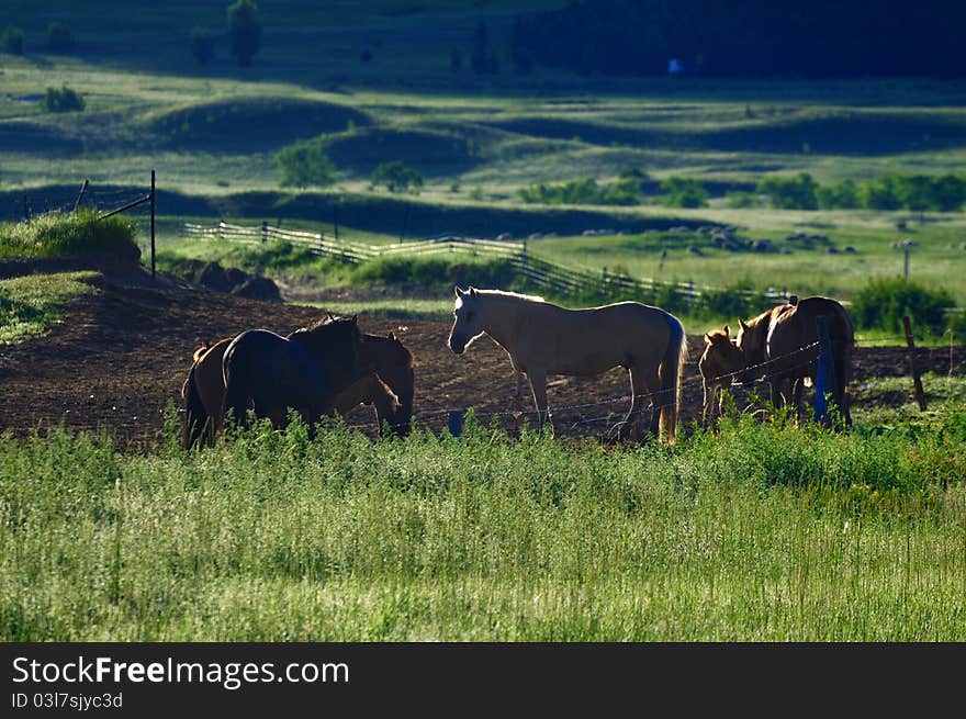 Horses in the pasture,dawn. Horses in the pasture,dawn.