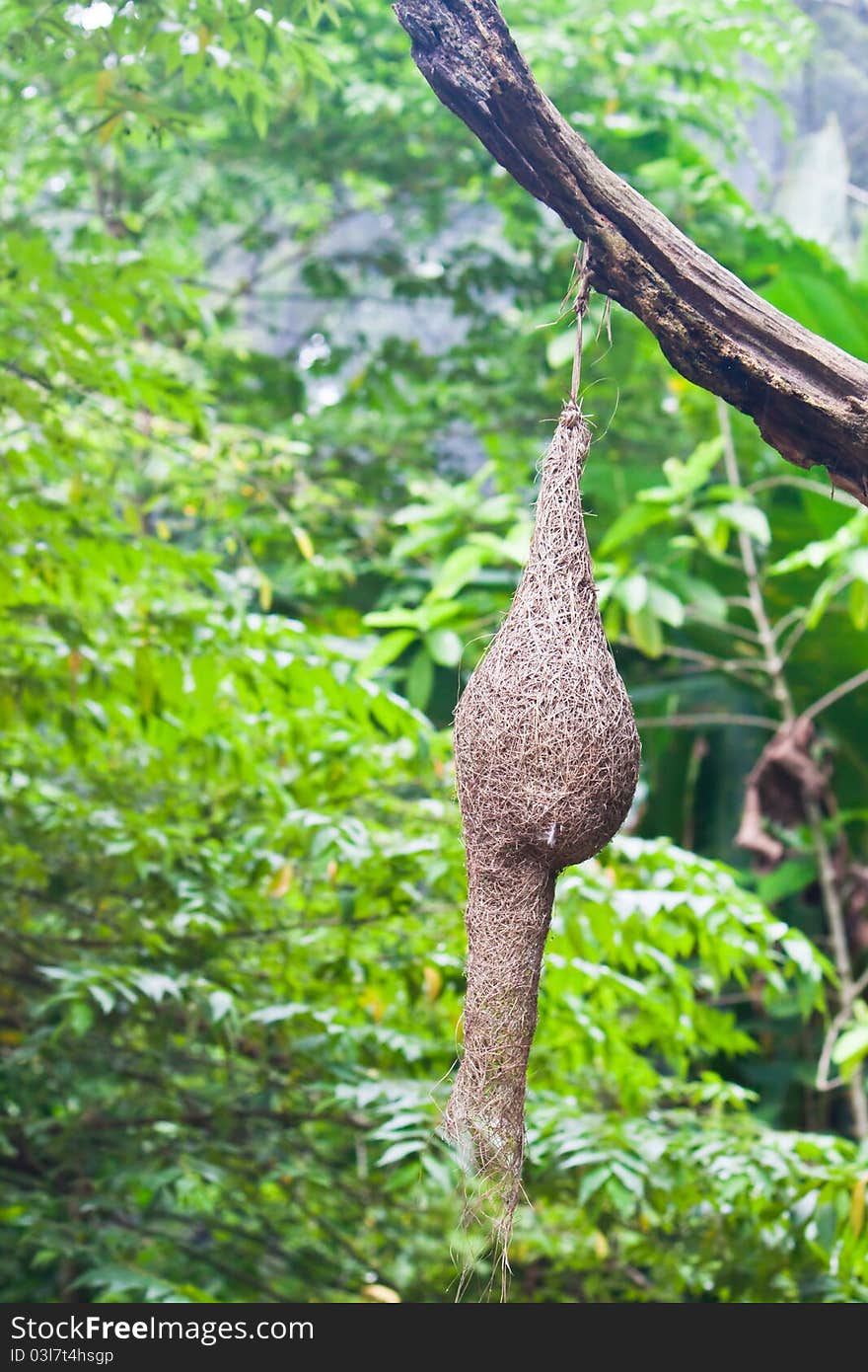 Nest of bird on the dead tree