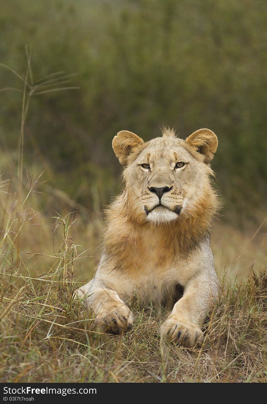 Young male lion resting in Madikwe reserve South Africa