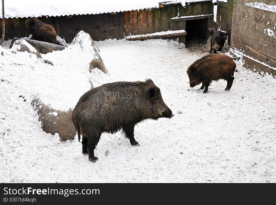 Wild boars during the winter time, horizontal shot.