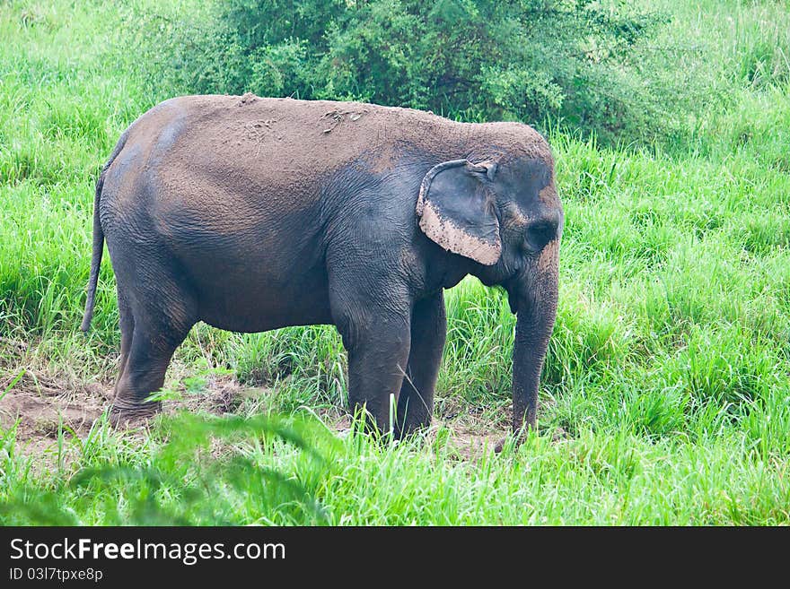 Elephant in the wild,Countryside Thailand