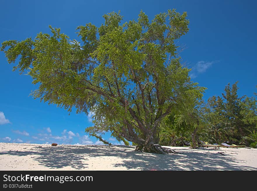 Tree By The Beach 1