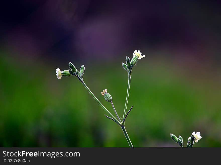 Small wild white flower blooming in fields. Small wild white flower blooming in fields.