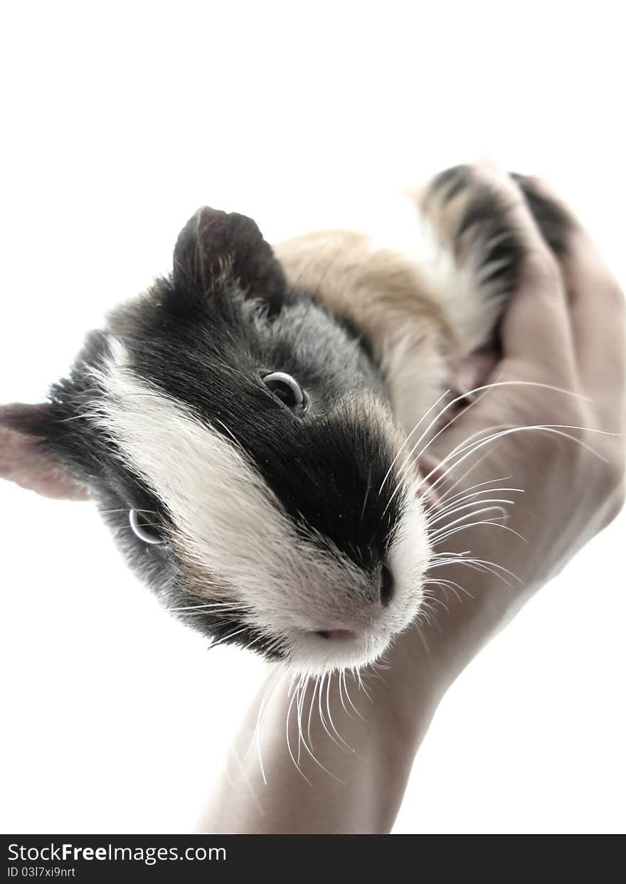 Hamster on hands on white backgraund