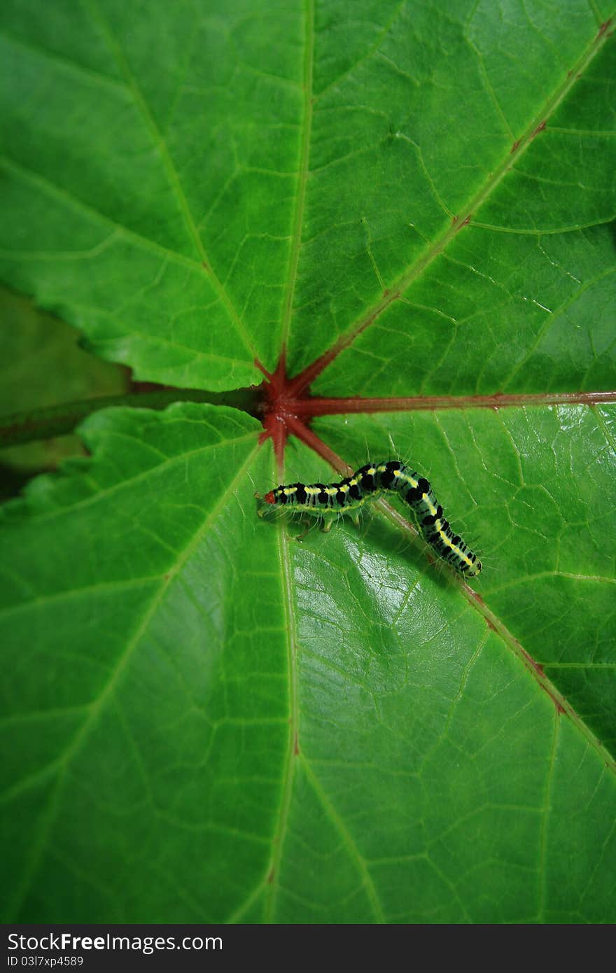 Caterpillar