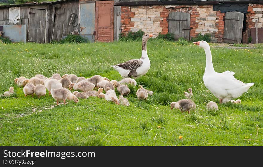 Geese with a brood on the nature. Geese with a brood on the nature