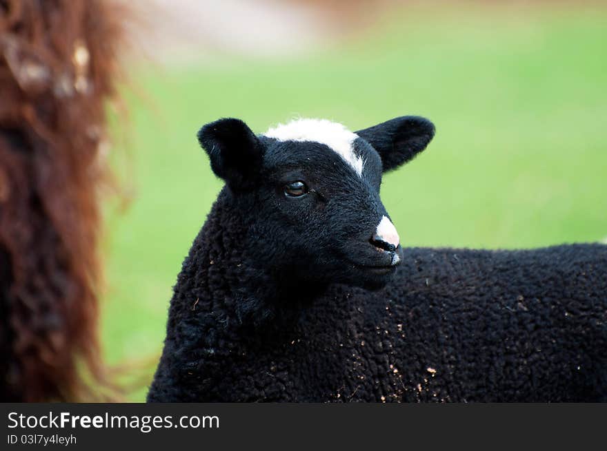 A toy-like lamb, only five days old. A toy-like lamb, only five days old.