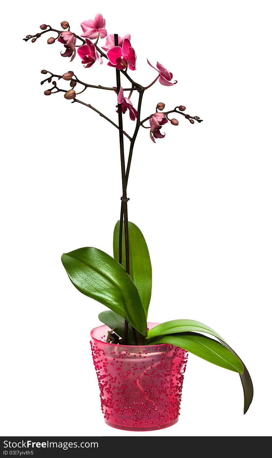 Orchid in a pot