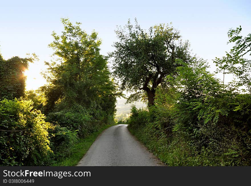 Sunset forest landscape