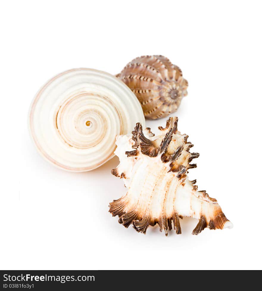 Seashell