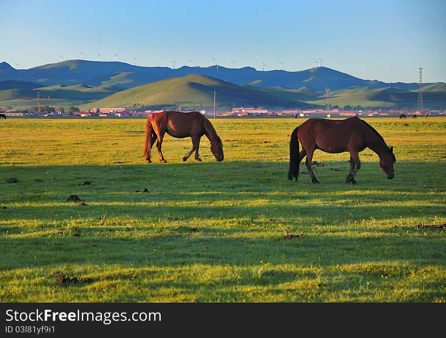 Horses in the pasture,dawn. Horses in the pasture,dawn.