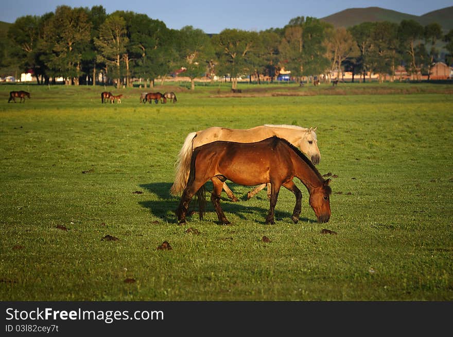 Horses in the pasture,dawn. Horses in the pasture,dawn.