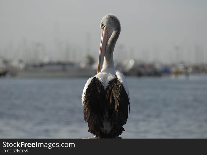 Pelican sitting on the docks of Fremantle Harbour, Western Australia. Pelican sitting on the docks of Fremantle Harbour, Western Australia.