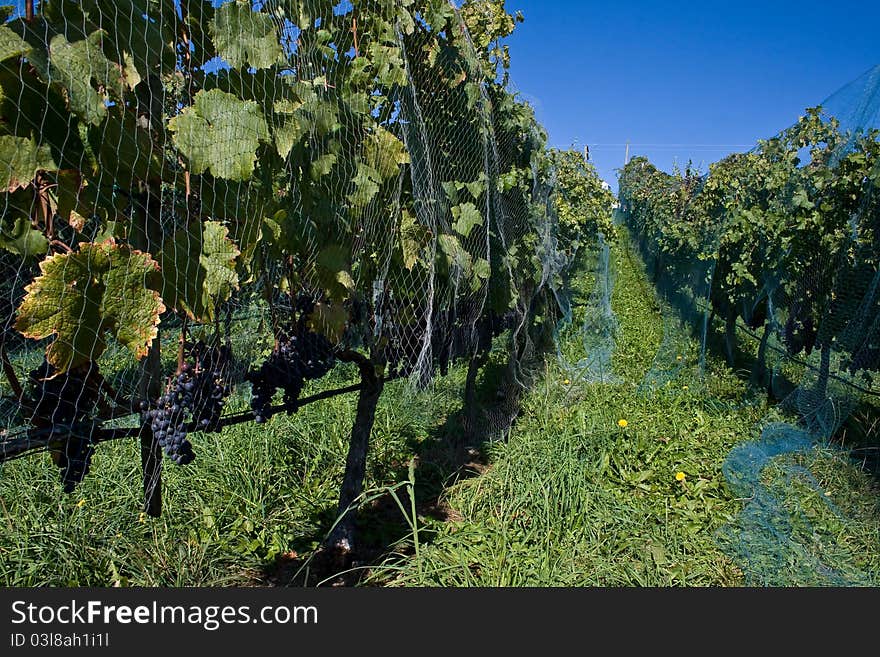 Vineyard on a sunny day