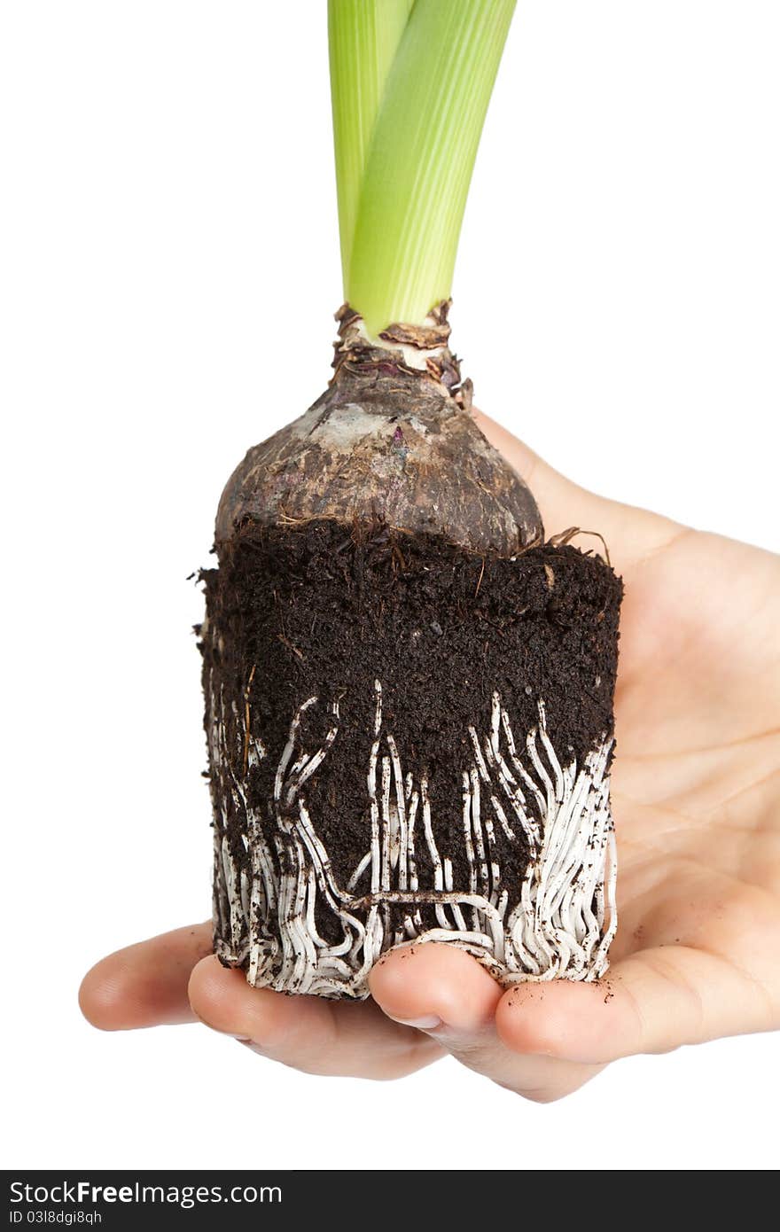 Roots Hyacinth In Hand