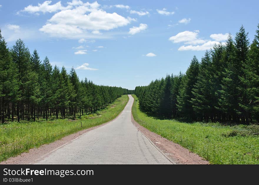 Road through forests