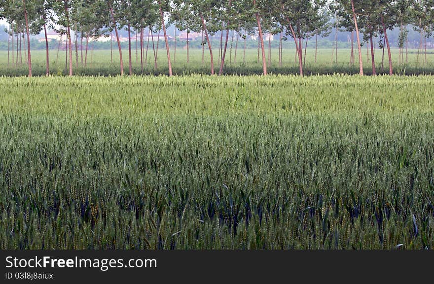 Wheat field