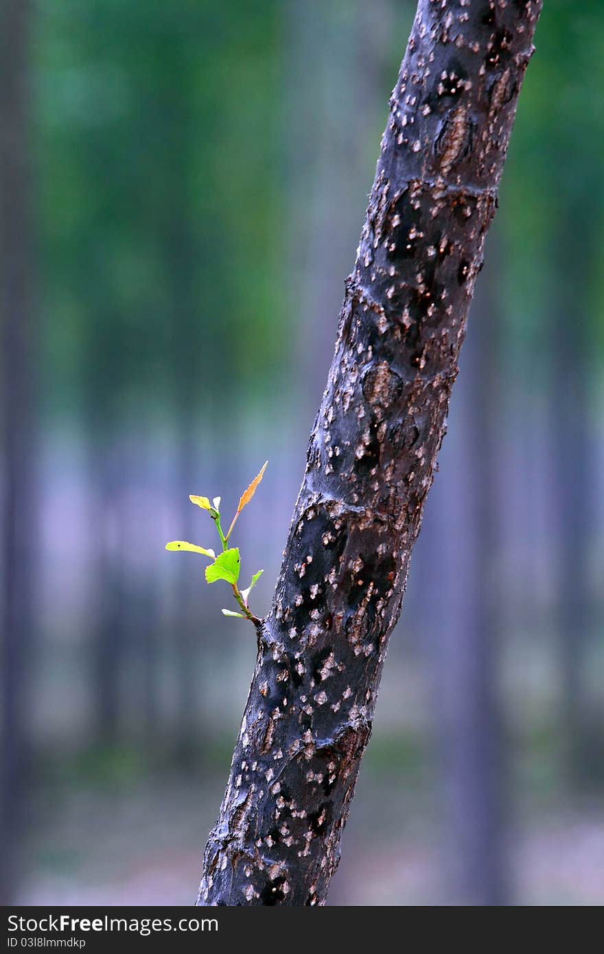 New leaf on a Poplar tree in spring. New leaf on a Poplar tree in spring.