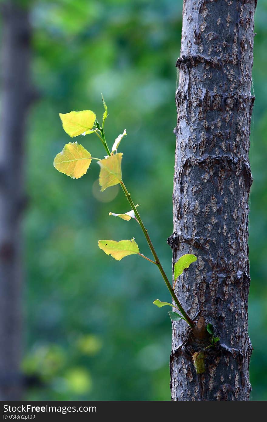 New leaf on a Poplar tree in spring. New leaf on a Poplar tree in spring.