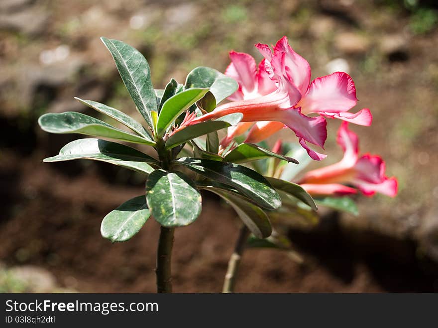 Frangipani flower