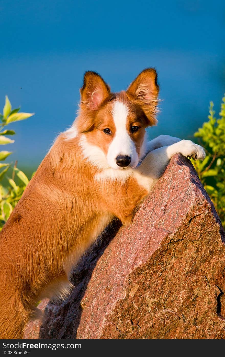 Portrait of young border collie puppy 6 months old in the sunset. Portrait of young border collie puppy 6 months old in the sunset