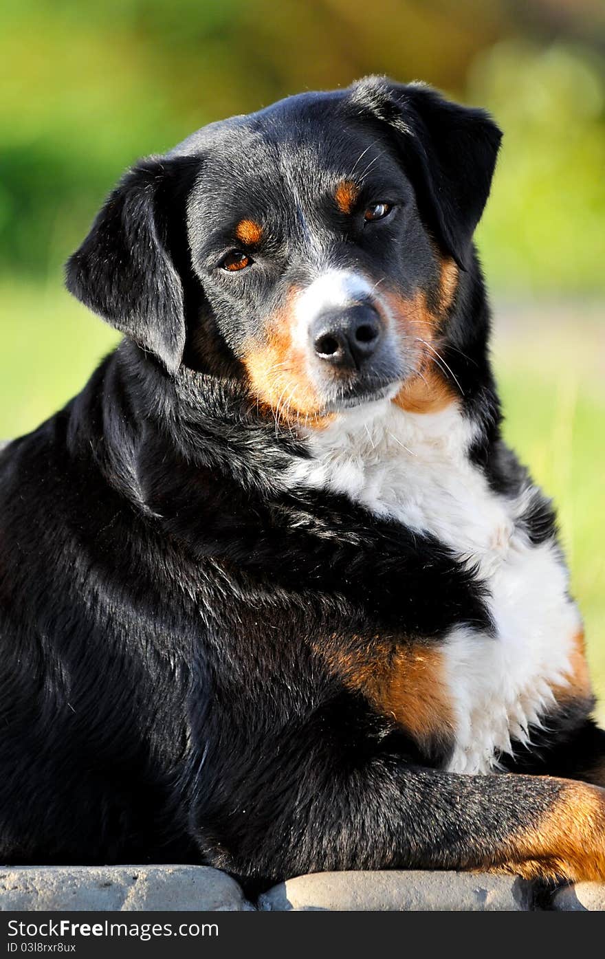 Appenzeller sennenhund dog portrait in summer close up