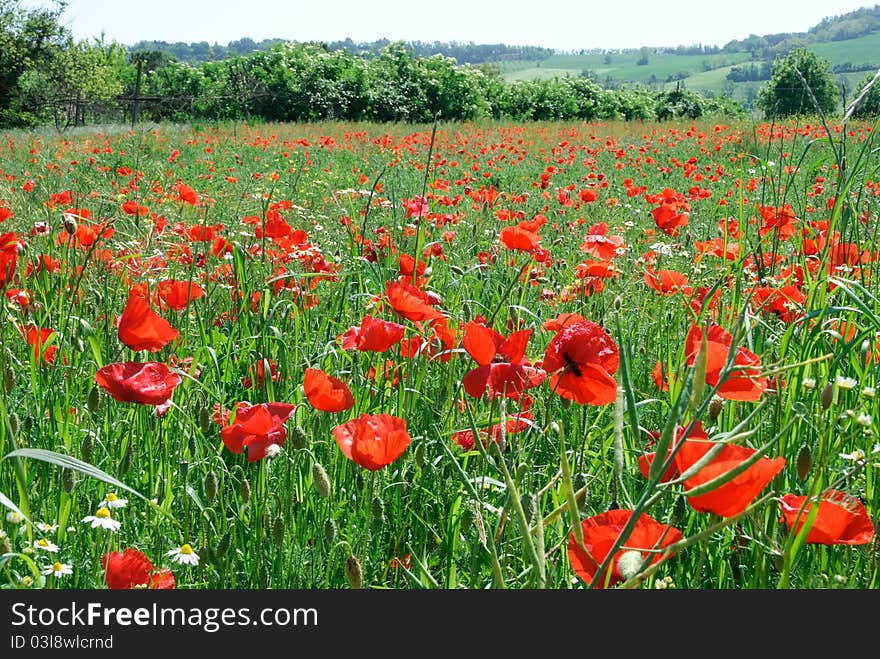 Field of poppies in Predappio