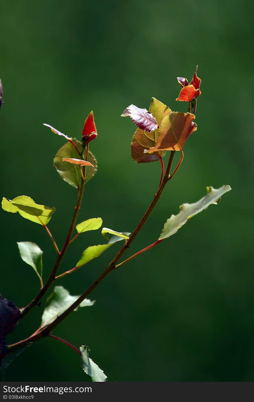 New leaf on a Poplar tree in spring. New leaf on a Poplar tree in spring.