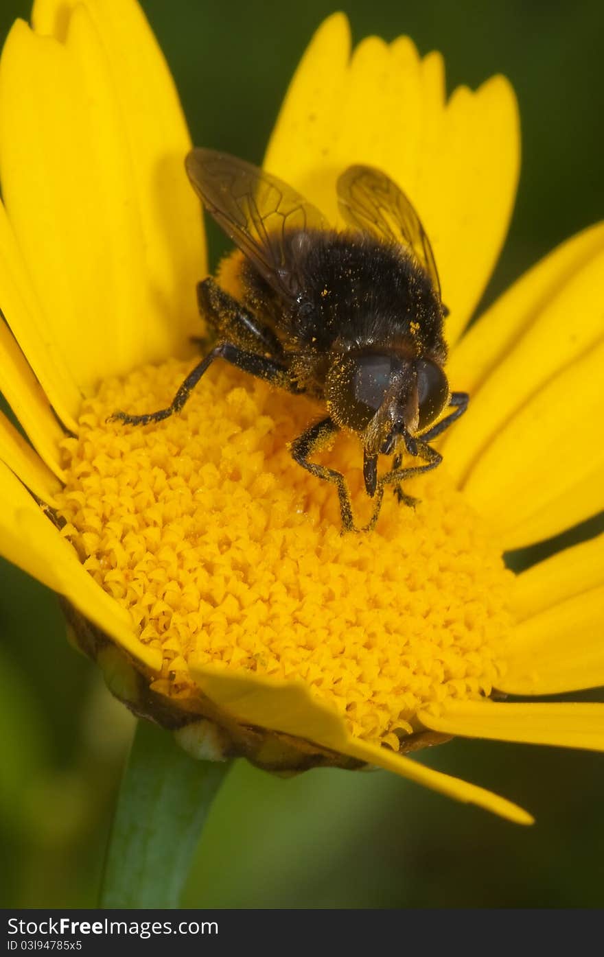 Busy bee in yellow