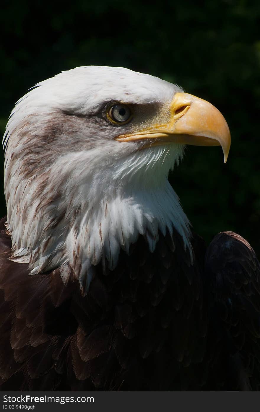 Liberty The Bald Eagle