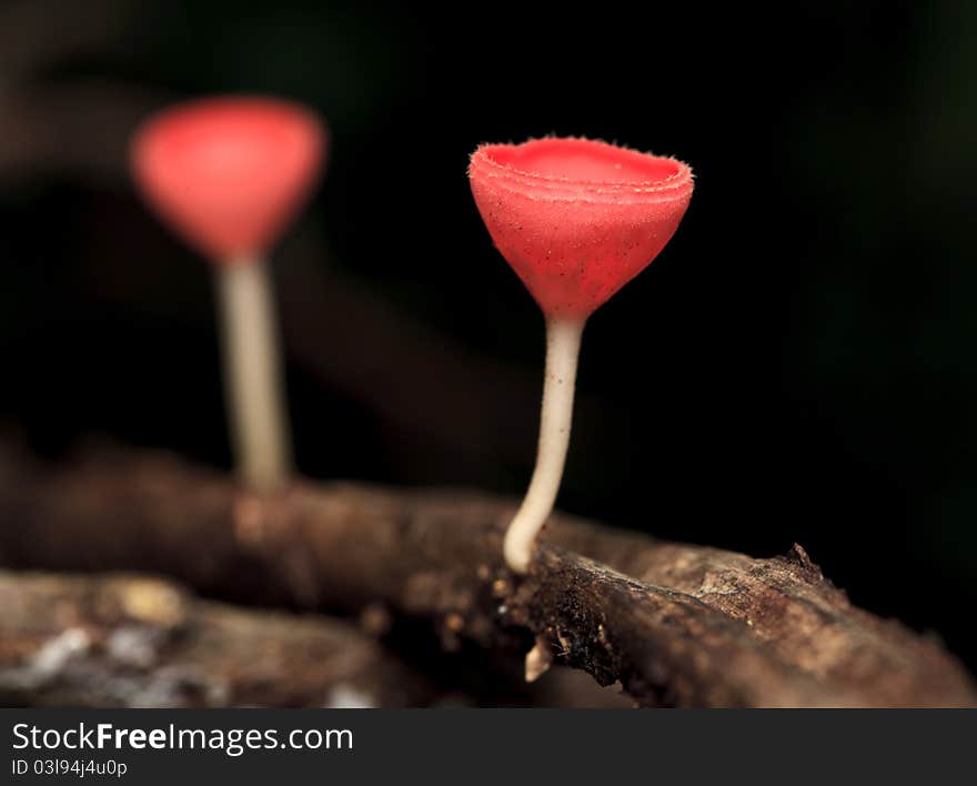 Champagne mushroom