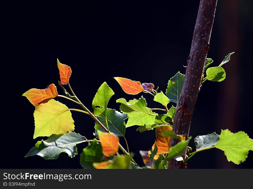 New leaf on a Poplar tree in spring. New leaf on a Poplar tree in spring.