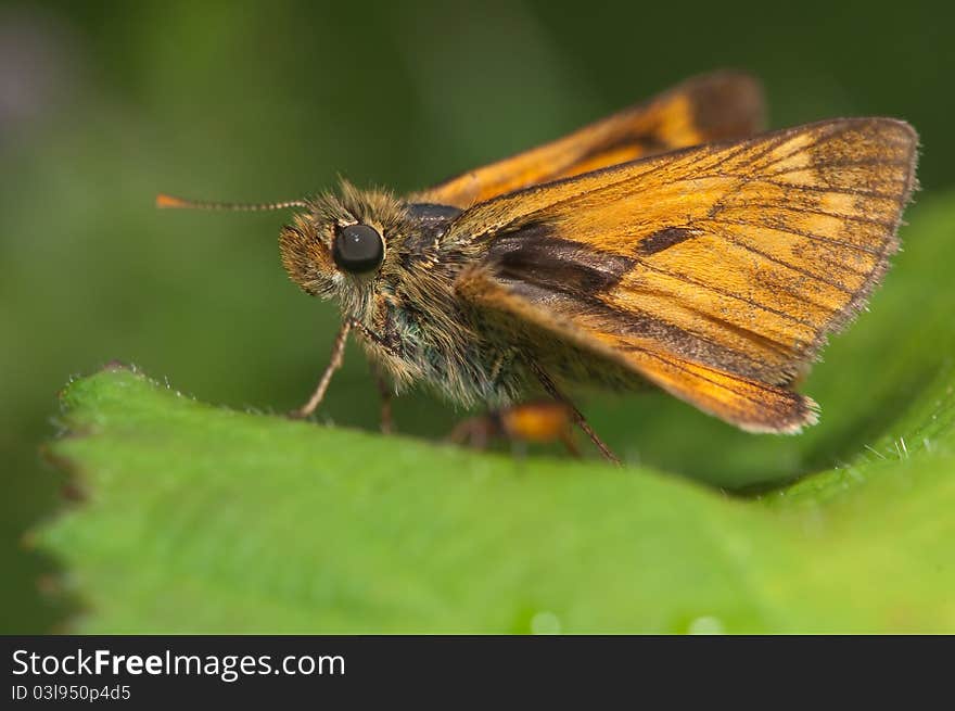 Skipper on singing nettles